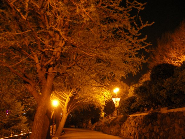 夜の龍頭山公園